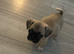 Buddy (frug)