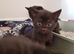 Kittens ready 26th June