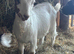 Pygmy X Boer