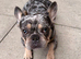 Beautiful merle frenchie male