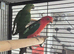 PARROTS to finches