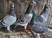 Racing pigeons for sale