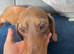 Miniature dachshund 2 year old bitch