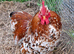 Millie fleur pekin cock