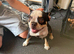 10 month old  female French bull dog