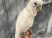 Friendly Baby HandReared Super Tame Cuddly Ducorps Cockatoo Parrot,15