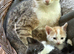 Domestic shorthair kittens for sale