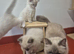 Pedigree Ragdoll kittens