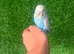 Stunning baby hand reared budgies