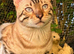 BENGAL  KITTENS, TICA REGISTERED