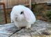 Mini lops ** Please read**