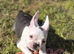 Boston x frenchie