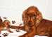 SHOW TYPE cocker puppies