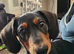 Dog for sale