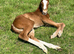 Super friendly yearling