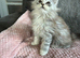 Maine coon kittens