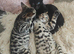 Bengal rosseted kitten