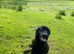 Black Labrador Female 27months old