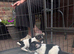 Beautiful jack russells