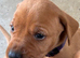Vizslador Puppies