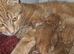 3 ginger boys