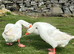 2 Embdens geese (breeding pair)