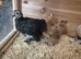 2 booted pekin bantams pullets
