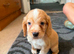 Cocker spaniel puppy's