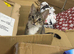 Female cat around 6 months old
