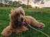 1 year old English spaniel