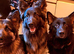 Rodney – 3-Year-Old German Shepherd Looking for the Right Home