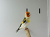 Siberian goldfinch