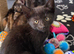 Beautiful babies for sale