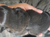 5 Imperial Puppies