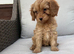 Cavapoo girl ready 24th July