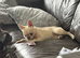 Female French bulldog