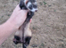 Polecat lurcher micro- throws small kits with small hobs. (300G)