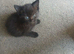 Kittens for sale
