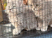 Selkirk Rex x