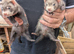 Ferrets for sale