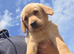 Gorgeous Goldador Puppies