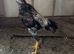 Indio Gigantie chickens
