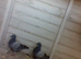 for sale 3 blue bars race birds