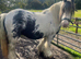 Splash the Chunky cob