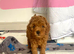 Not available. Red Toy Poodle