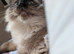 For rehoming