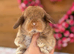 Baby Mini Lops