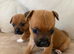 2 boy jack Russell pups