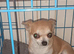 female adult chihuahua