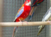 Rosella